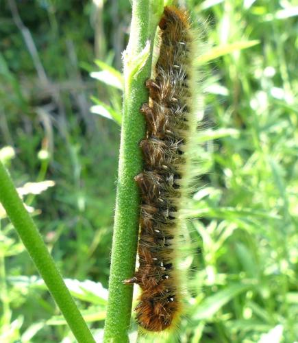 Réf. 344 107 : Lasiocampa quercus